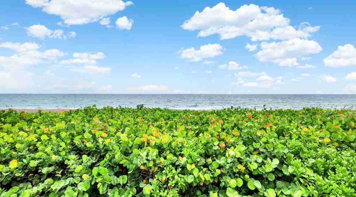 213_Ocean_Dunes-36
