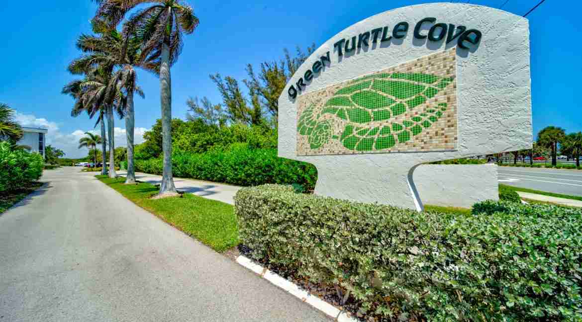 216_Green_Turtle-48
