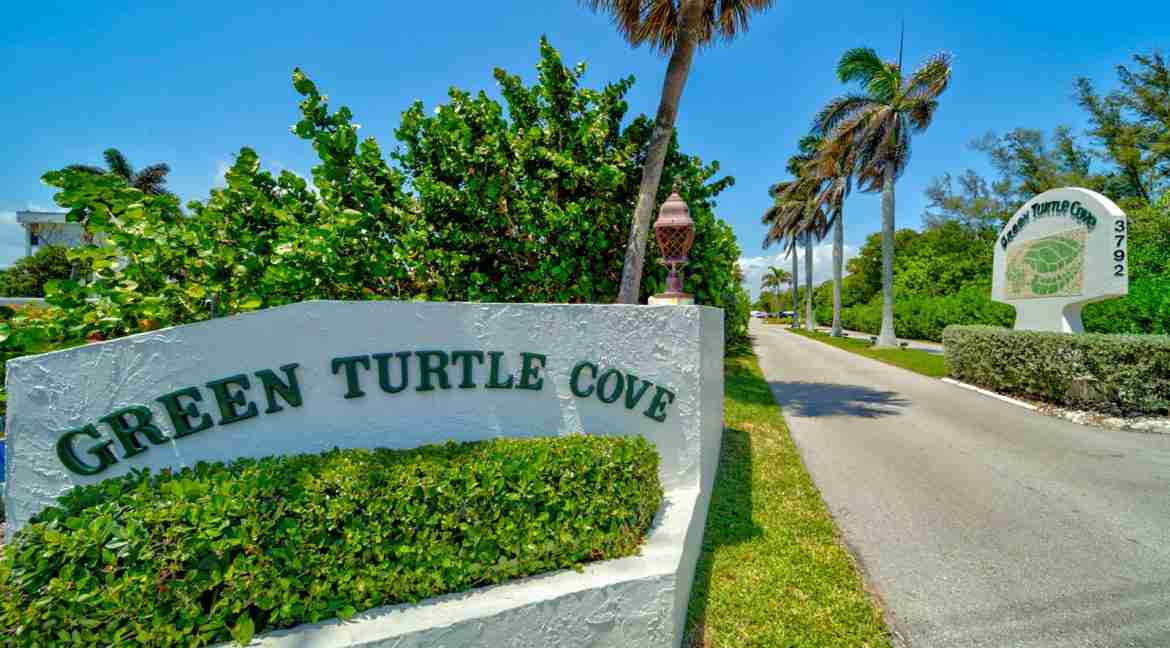 216_Green_Turtle-49